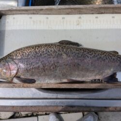 スプーン中心の釣果